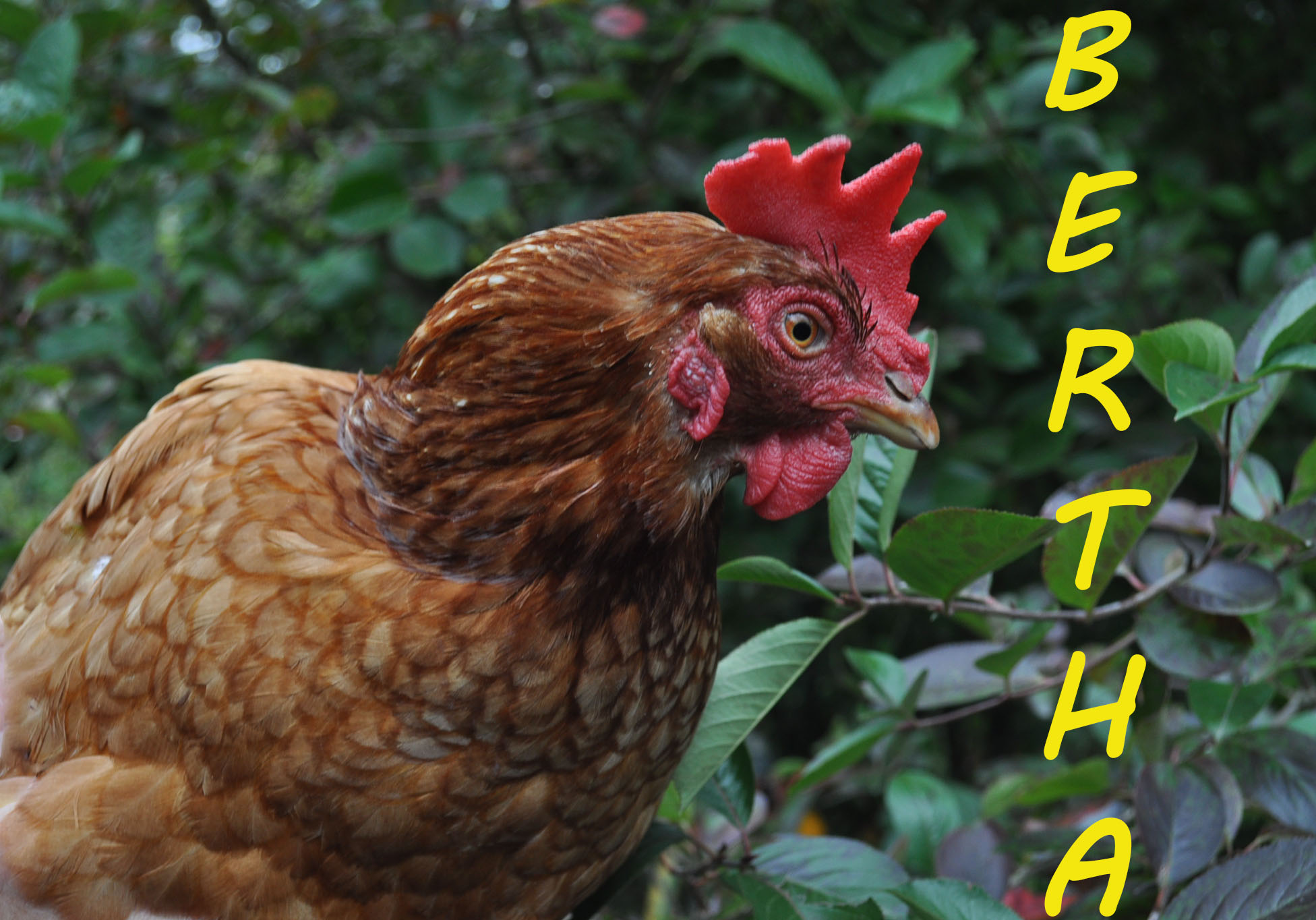 Bertha